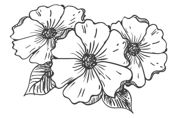 Geranium Flowers Sketch: Graphics & Illustrations