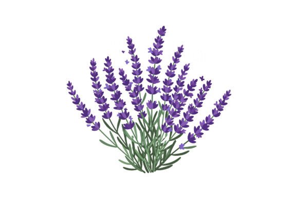 Lavender Plant Graphics & Illustrations for Branding