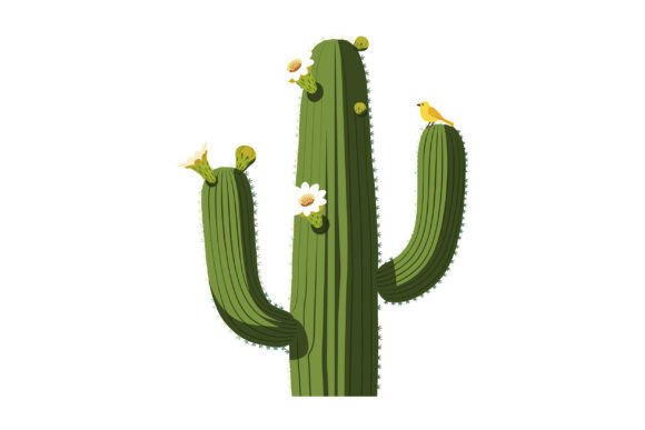 Saguaro Cactus with Blooming Flowers Review