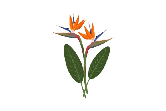 Vibrant Tropical Flowers: Bold Graphics & Illustrations